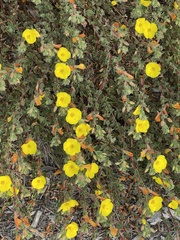 Camissoniopsis cheiranthifolia