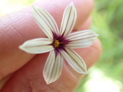 Sisyrinchium micranthum