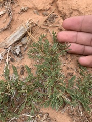 Lomatium minimum