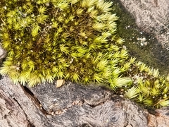 Campylopus introflexus