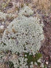 Celmisia sessiliflora