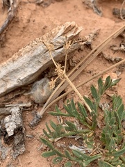Lomatium minimum