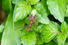 Acromyrmex octospinosus