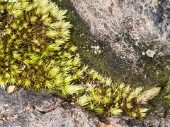 Campylopus introflexus