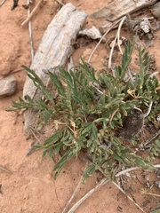 Lomatium minimum