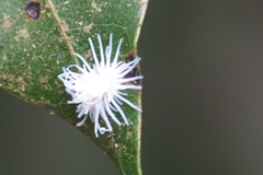 Omophoita