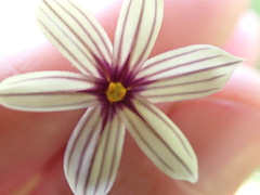 Sisyrinchium micranthum