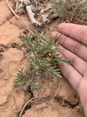 Lomatium minimum