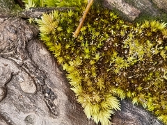 Campylopus introflexus