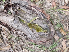 Campylopus introflexus