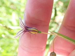 Sisyrinchium micranthum