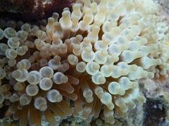 Entacmaea quadricolor