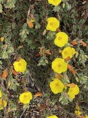 Camissoniopsis cheiranthifolia