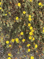Camissoniopsis cheiranthifolia