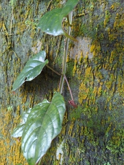 Cissus pteroclada