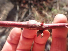 Neolasioptera nodulosa