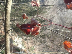 Neolasioptera nodulosa