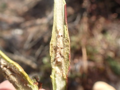 Neolasioptera nodulosa