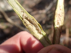 Neolasioptera nodulosa