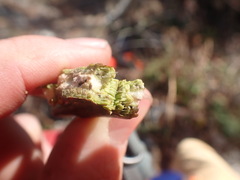 Neolasioptera nodulosa