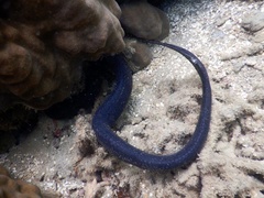 Emydocephalus annulatus