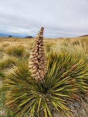 Aciphylla aurea