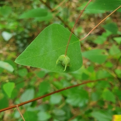 Homalanthus stillingiifolius