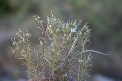 Prismatocarpus