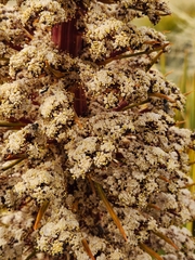 Aciphylla aurea