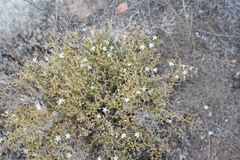 Prismatocarpus