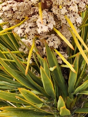 Aciphylla aurea