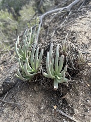 Dudleya edulis