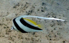 Heniochus acuminatus