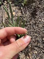 Dudleya edulis