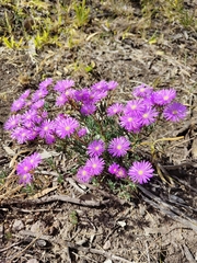Lampranthus