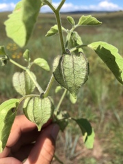 Physalis neomexicana