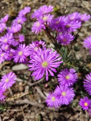 Lampranthus