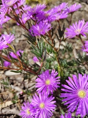 Lampranthus