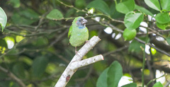 Erythrura pealii