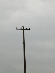 Psarocolius montezuma