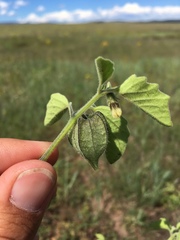 Physalis neomexicana