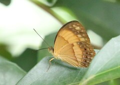 Cupha prosope