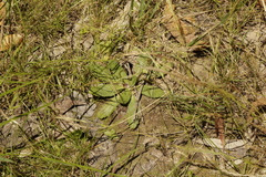 Solenogyne dominii