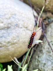 Nyctemera lacticinia