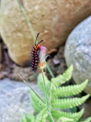 Nyctemera lacticinia