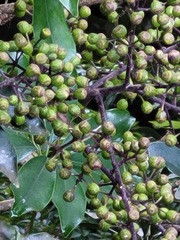 Heptapleurum arboricola
