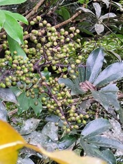 Heptapleurum arboricola