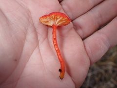 Hygrocybe substrangulata