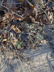 Artemisia campestris caudata