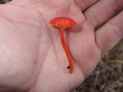 Hygrocybe substrangulata